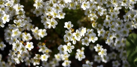 blommor